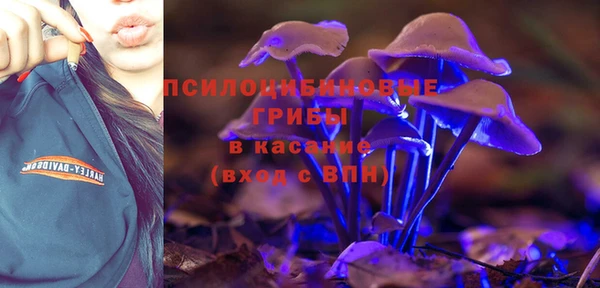 стаф Аркадак